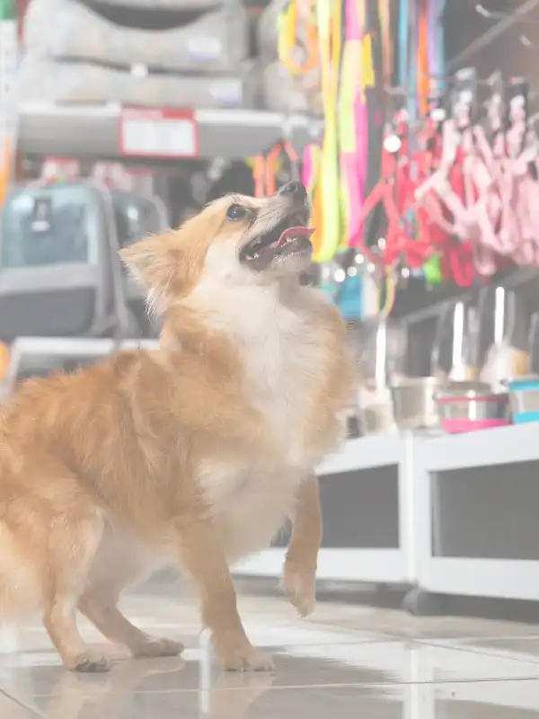 28. TIENDAS PARA MASCOTAS